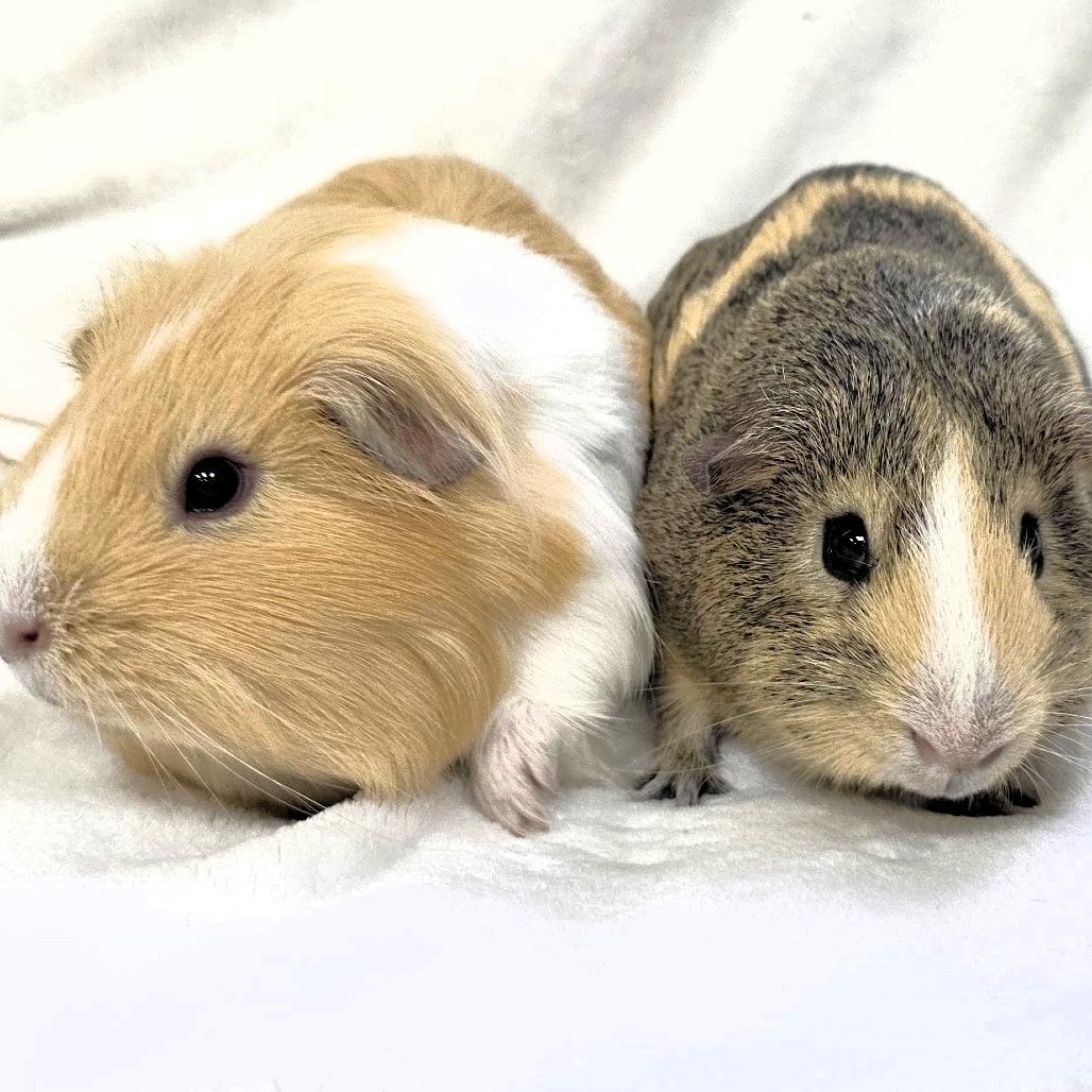 Enlarge Butters, a Adoptable Guinea Pig in Michigan City, IN image 4/6