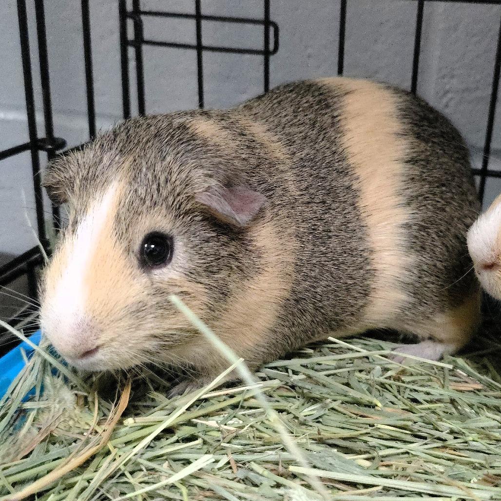 Enlarge Butters, a Adoptable Guinea Pig in Michigan City, IN image 5/6
