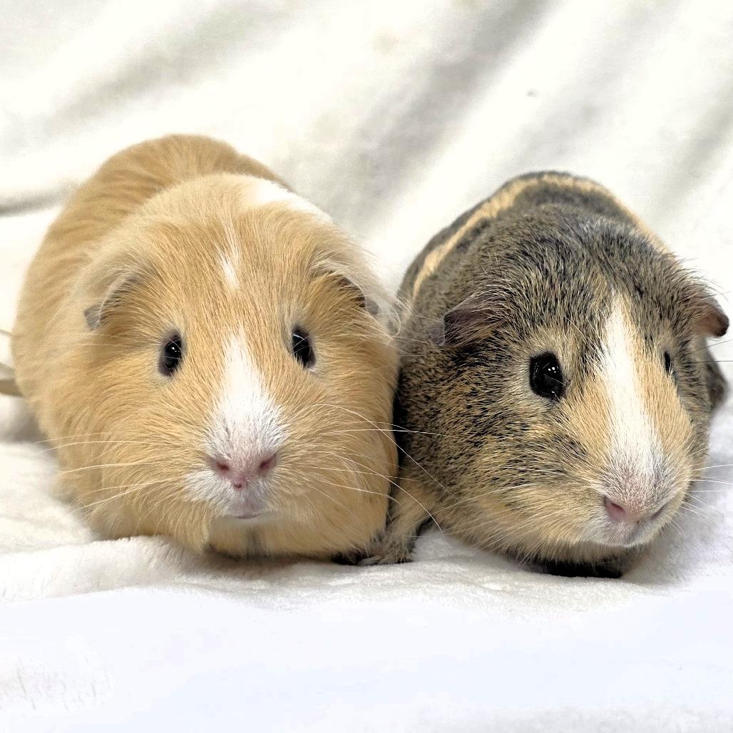 Enlarge Butters, a Adoptable Guinea Pig in Michigan City, IN image 6/6
