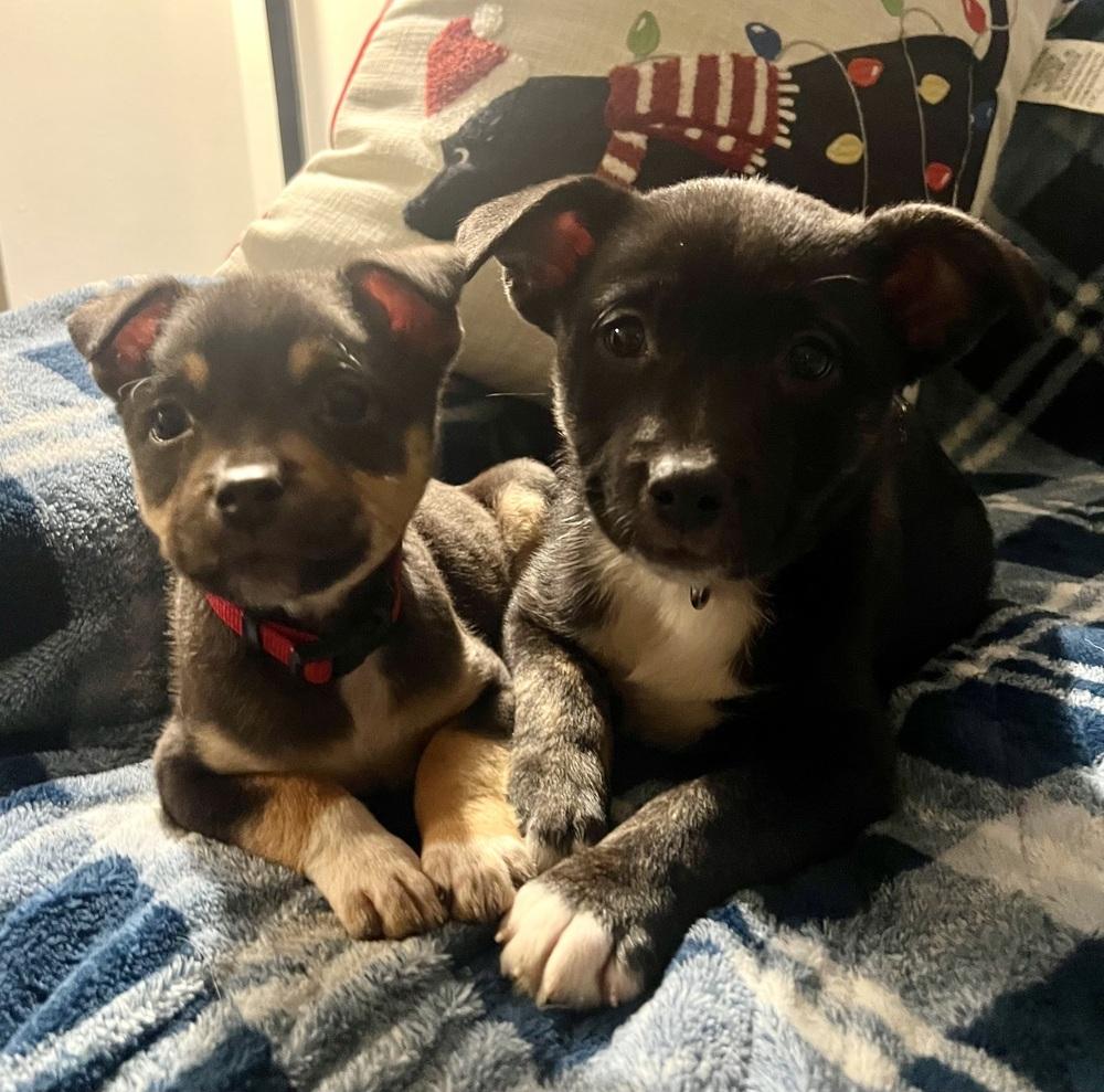 Jesse, Adoptable, Puppy Male Australian Shepherd & American Bully.