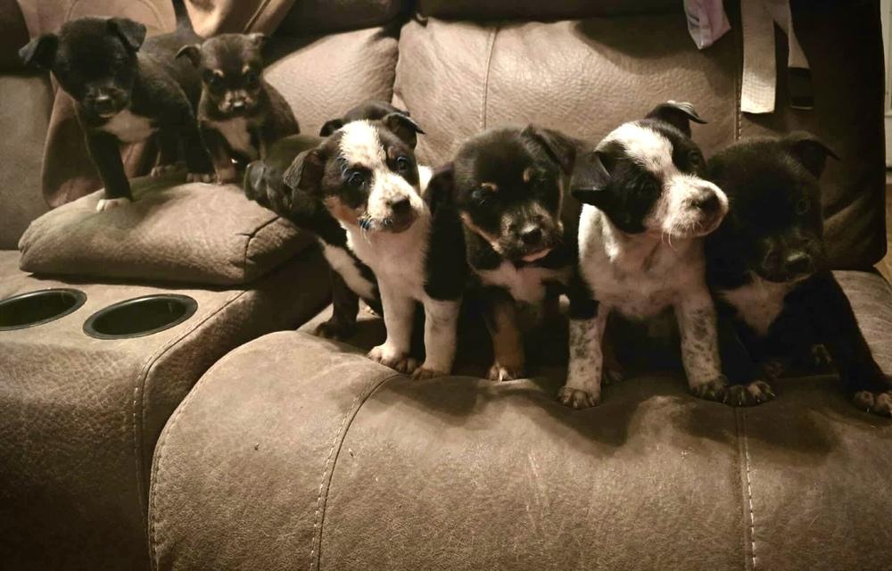 Enlarge Jesse, a Adoptable mixed breed in Syracuse, NY image 3/6