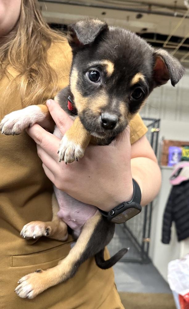 Enlarge Jesse, a Adoptable mixed breed in Syracuse, NY image 4/6