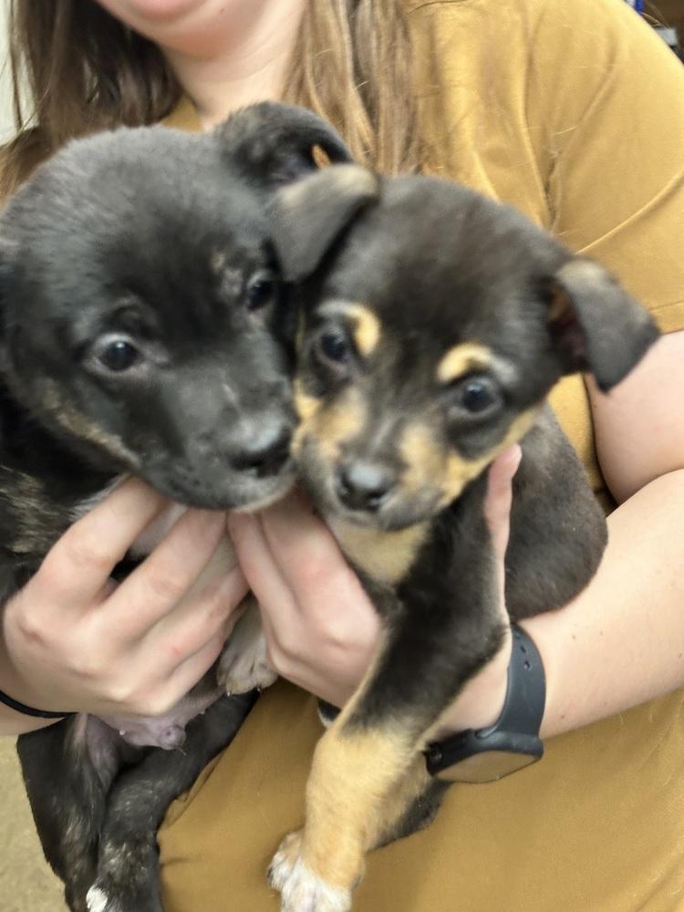 Enlarge Jesse, a Adoptable mixed breed in Syracuse, NY image 5/6