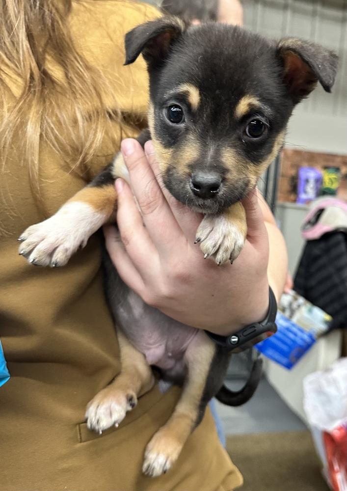 Enlarge Jesse, a Adoptable mixed breed in Syracuse, NY image 6/6