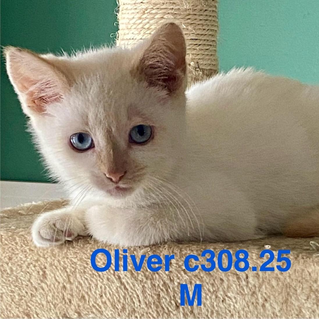 Foster Oliver, Adoptable, Kitten Male Domestic Short Hair.