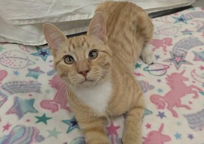 Enlarge Rusty, a Adoptable Domestic Short Hair in Boulder, CO image 1/1