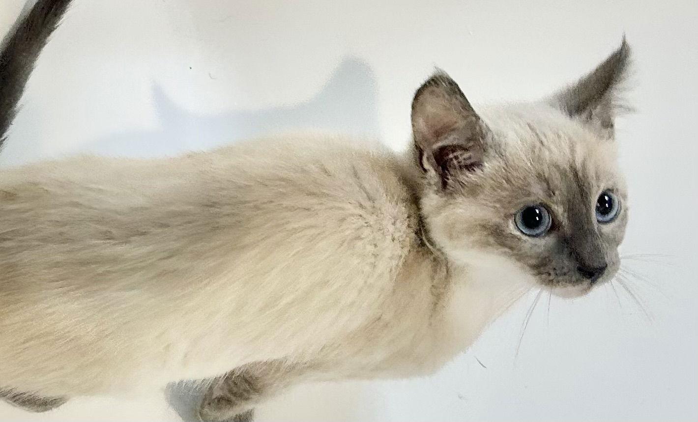 Enlarge Pocket, a Adopted Siamese in Vallejo, CA image 1/2