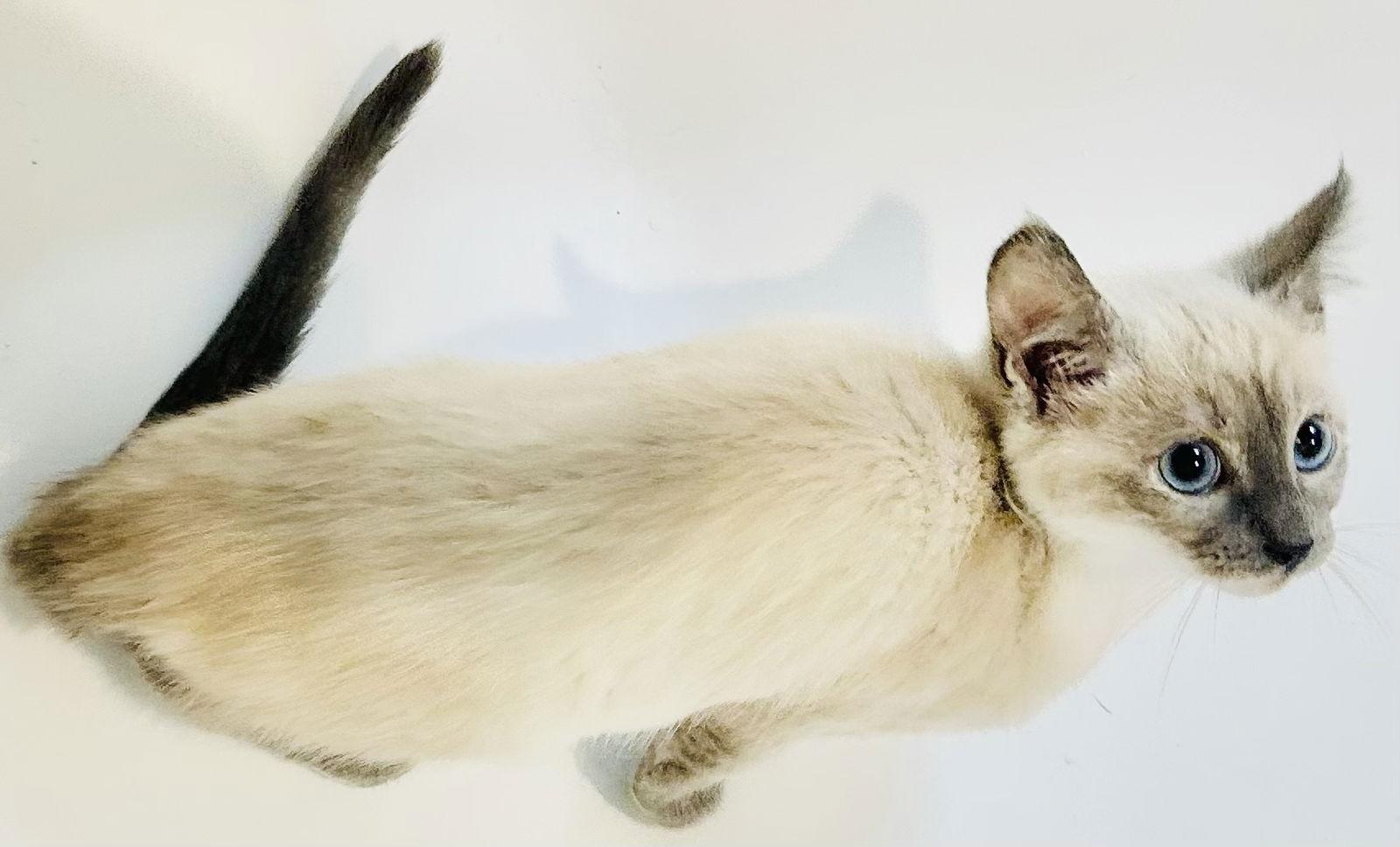 Enlarge Pocket, a Adopted Siamese in Vallejo, CA image 2/2