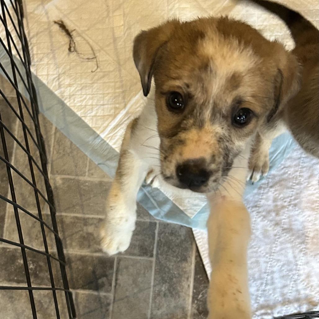 Enlarge Poppy, a Adoptable Mixed Breed in Phoenix, MD image 1/4