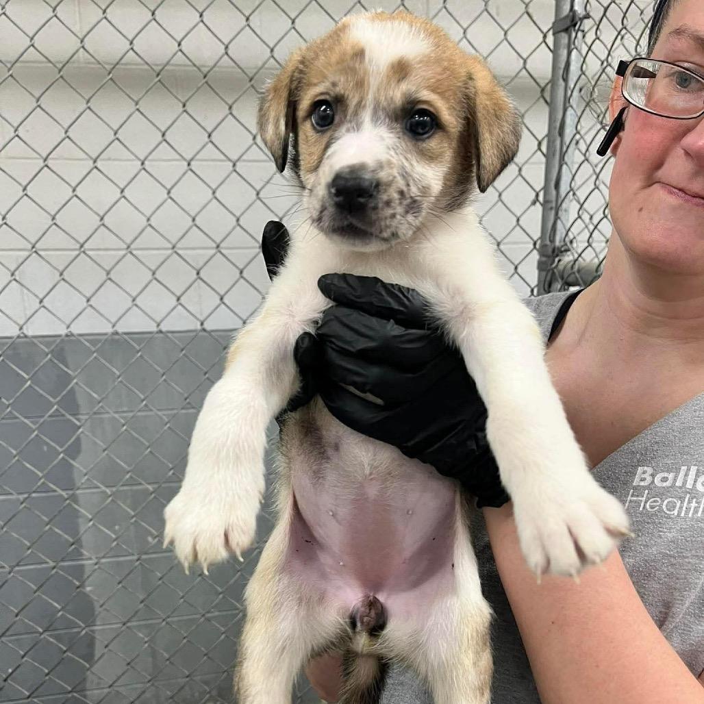 Enlarge Poppy, a Adoptable Mixed Breed in Phoenix, MD image 2/4