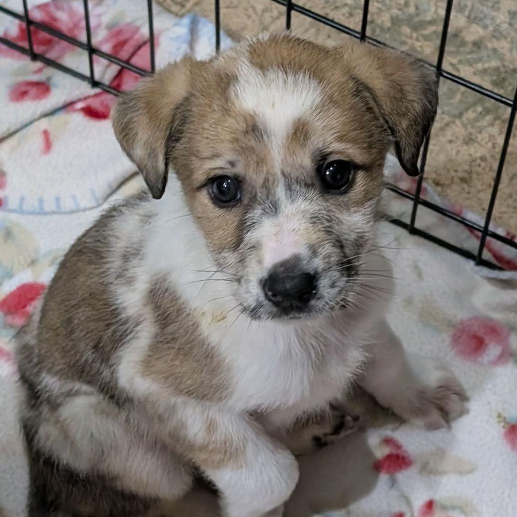 Enlarge Poppy, a Adoptable Mixed Breed in Phoenix, MD image 3/4