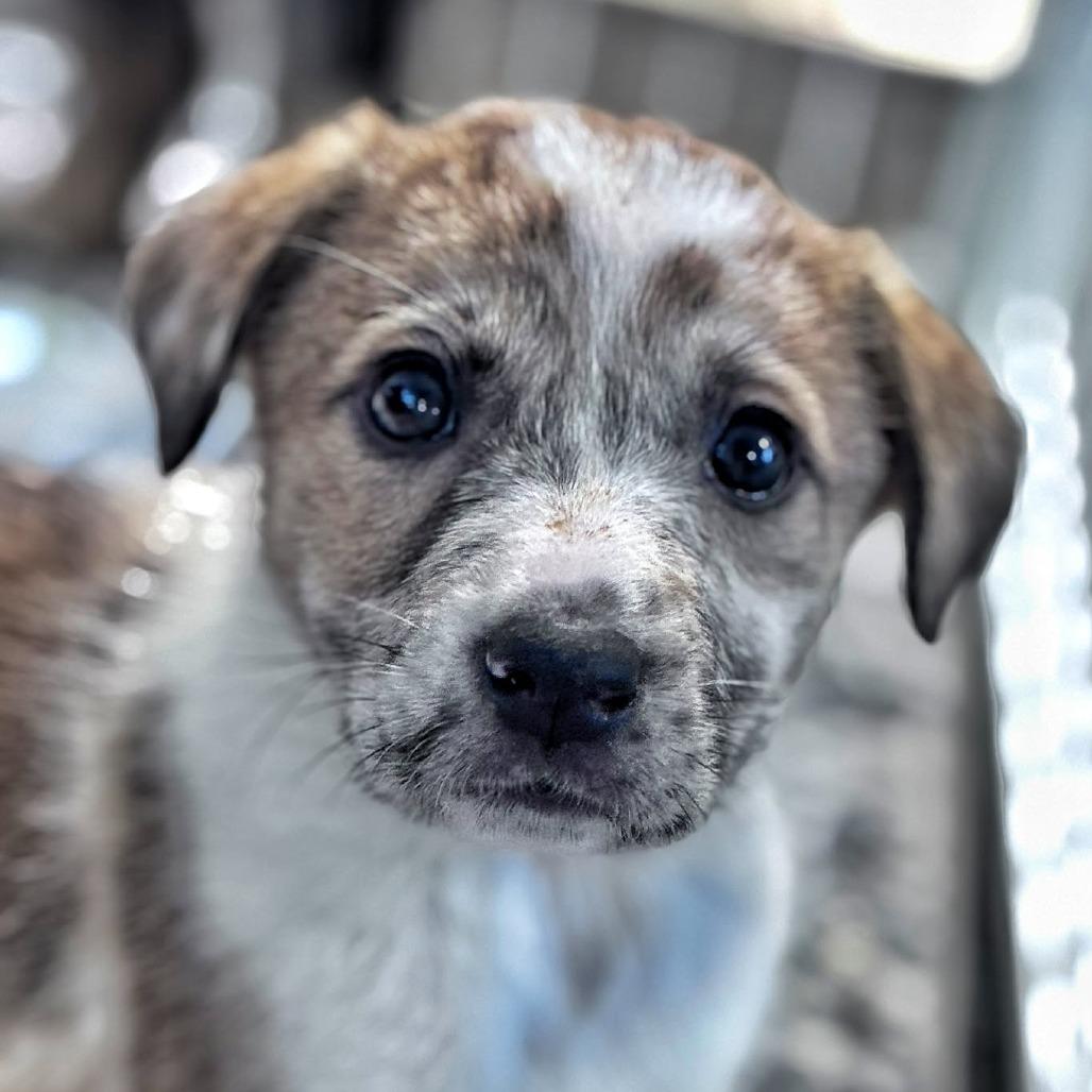 Enlarge Poppy, a Adoptable Mixed Breed in Phoenix, MD image 4/4