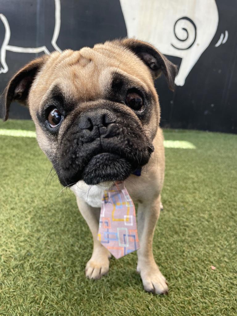 Enlarge Devo *special needs*, a Adoptable Pug in Gardena, CA image 1/6