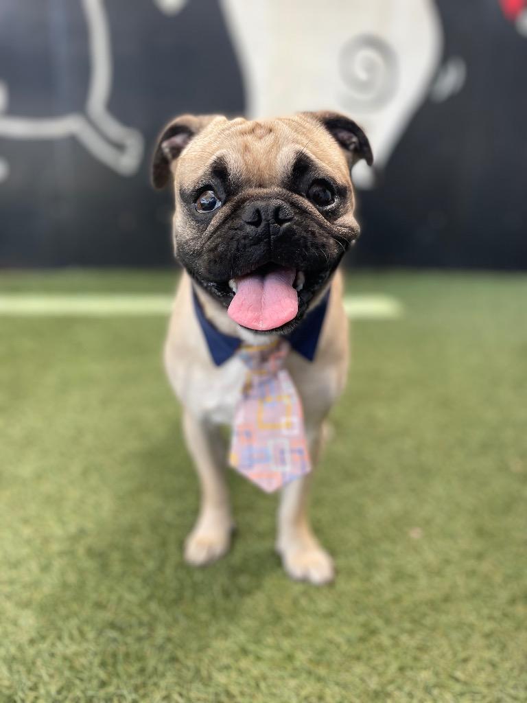 Devo *special needs*, Adoptable, Adult Male Pug.