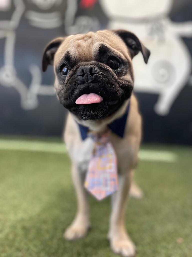 Enlarge Devo *special needs*, a Adoptable Pug in Gardena, CA image 2/6