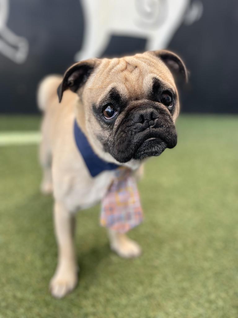 Enlarge Devo *special needs*, a Adoptable Pug in Gardena, CA image 3/6