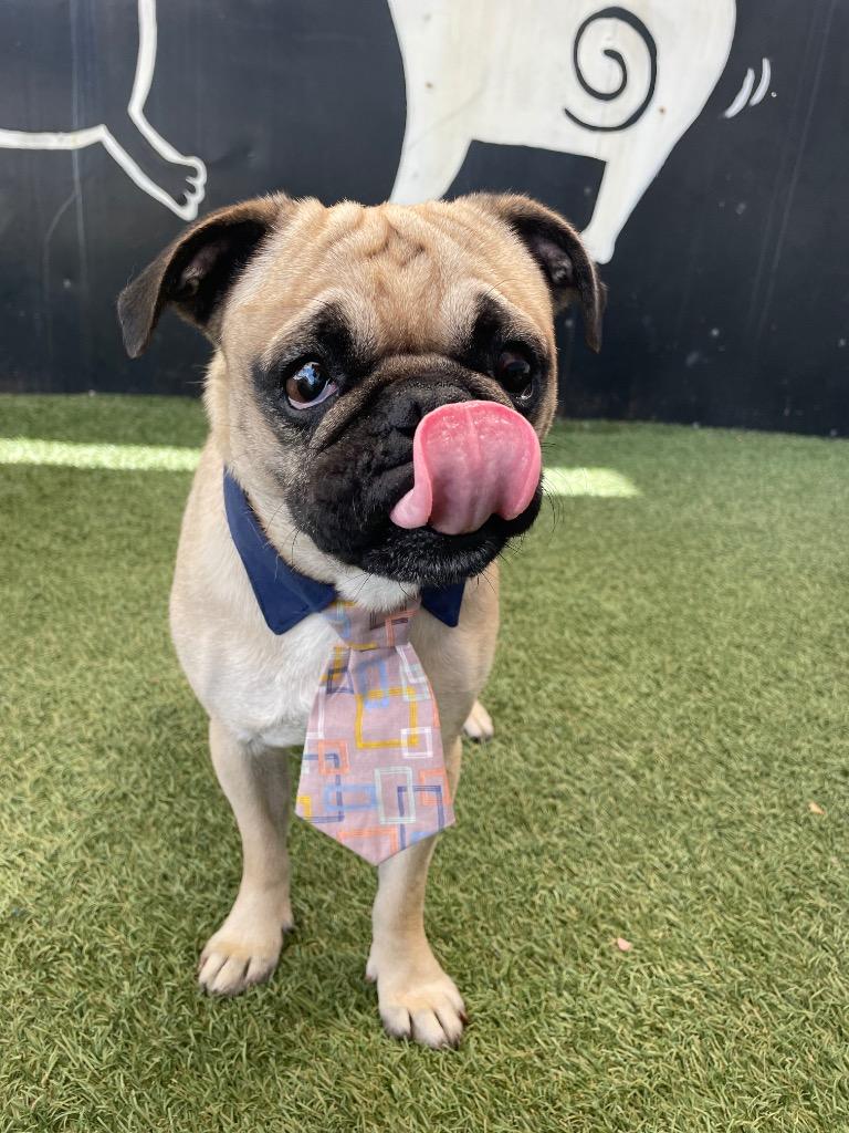 Enlarge Devo *special needs*, a Adoptable Pug in Gardena, CA image 4/6
