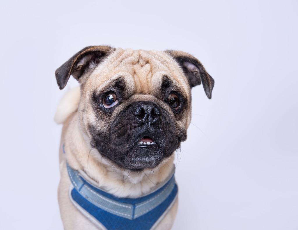 Enlarge Devo *special needs*, a Adoptable Pug in Gardena, CA image 6/6