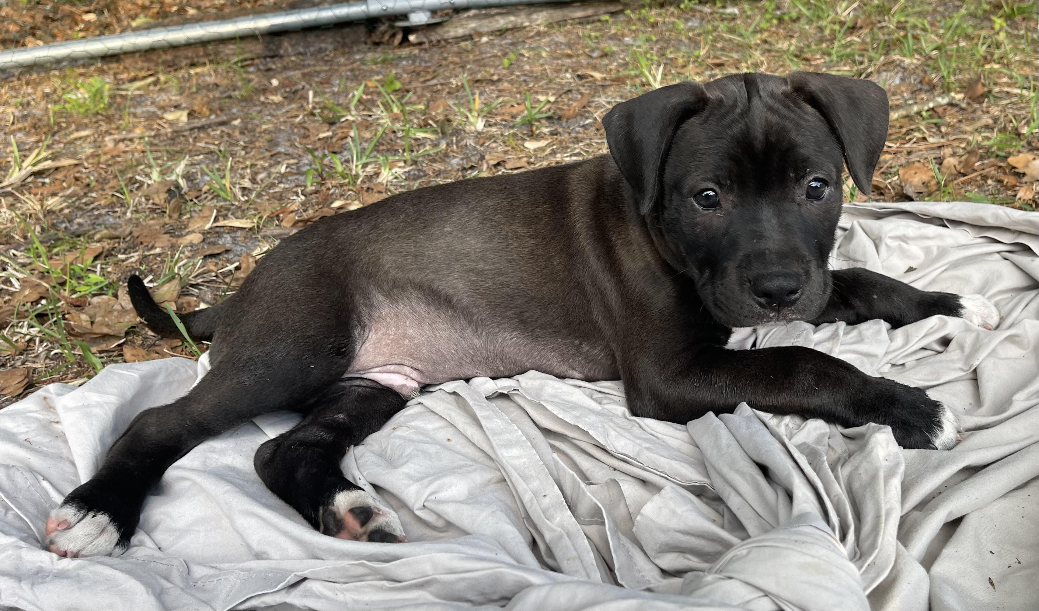 Teddy, a Adoptable mixed breed in Boca Raton, FL image 5/5