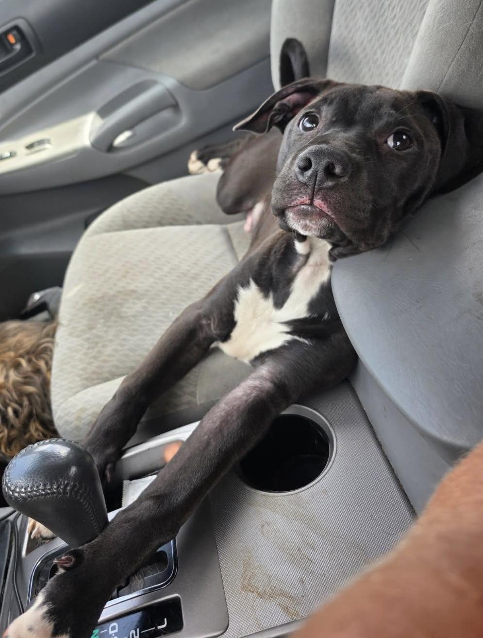 Teddy, a Adoptable mixed breed in Boca Raton, FL image 1/5