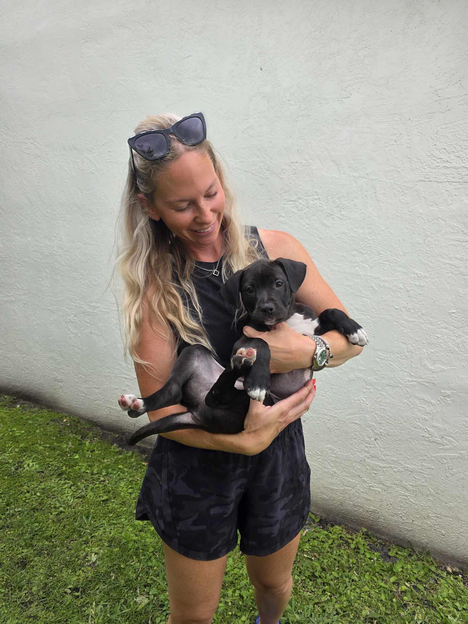 Teddy, a Adoptable mixed breed in Boca Raton, FL image 2/5