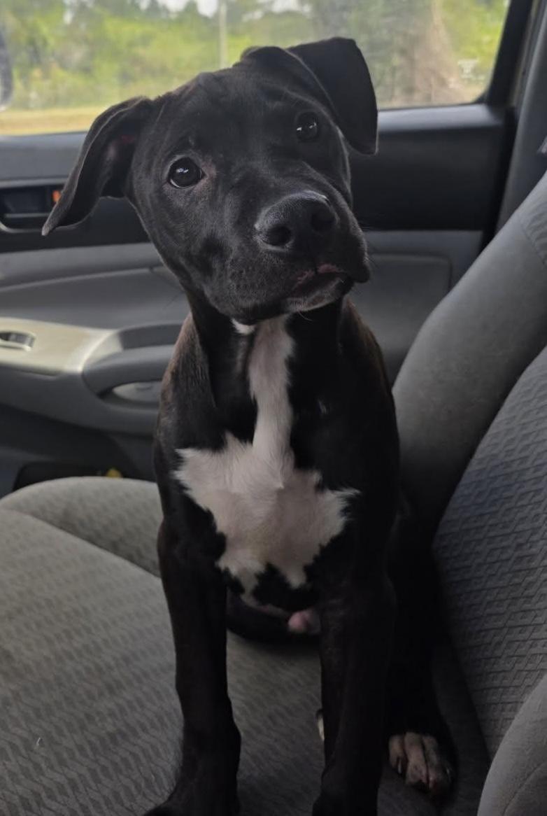 Teddy, a Adoptable mixed breed in Boca Raton, FL image 3/5