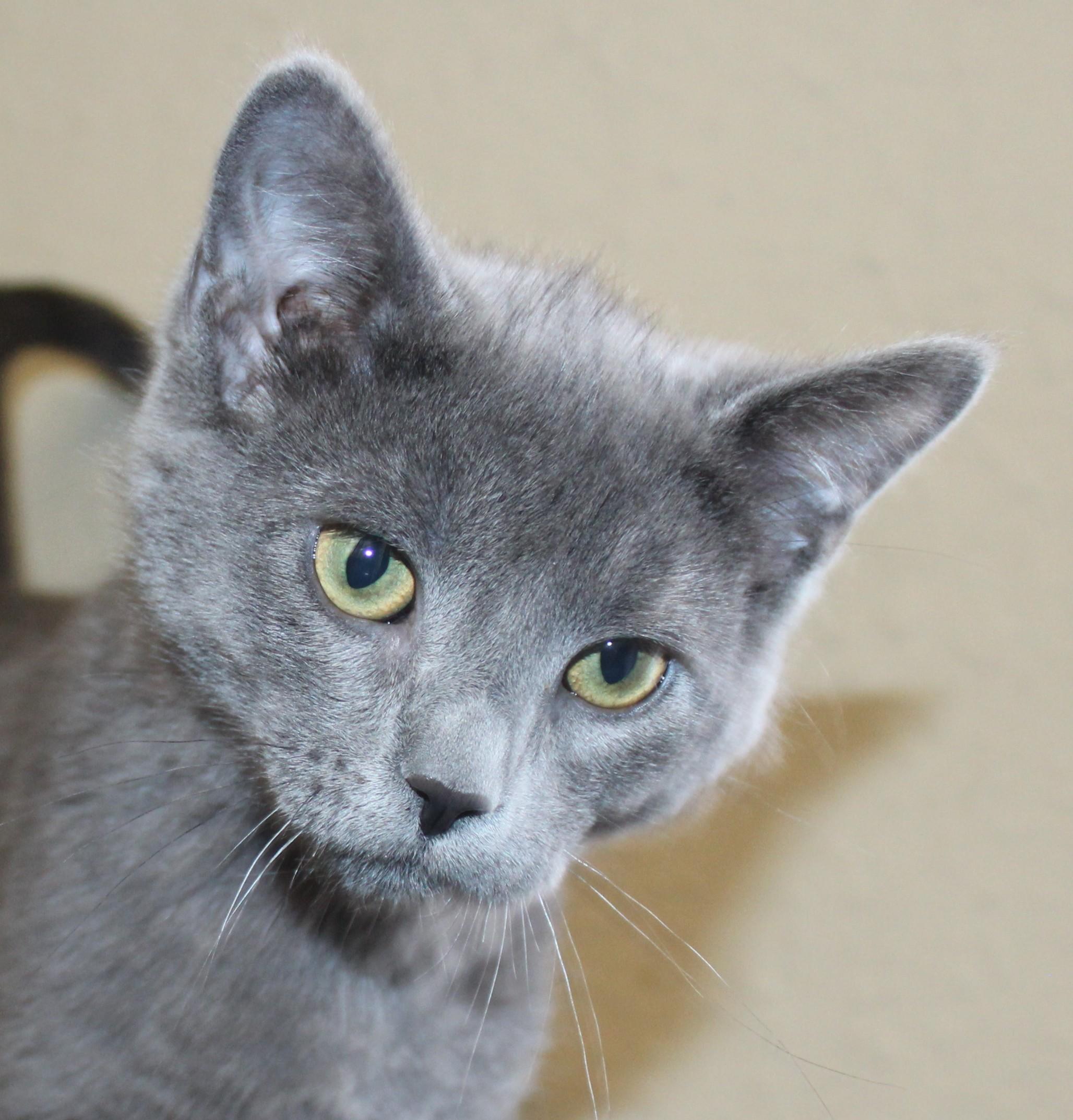 Enlarge Nixon, an adopted mixed breed in Huron, SD image 3/3