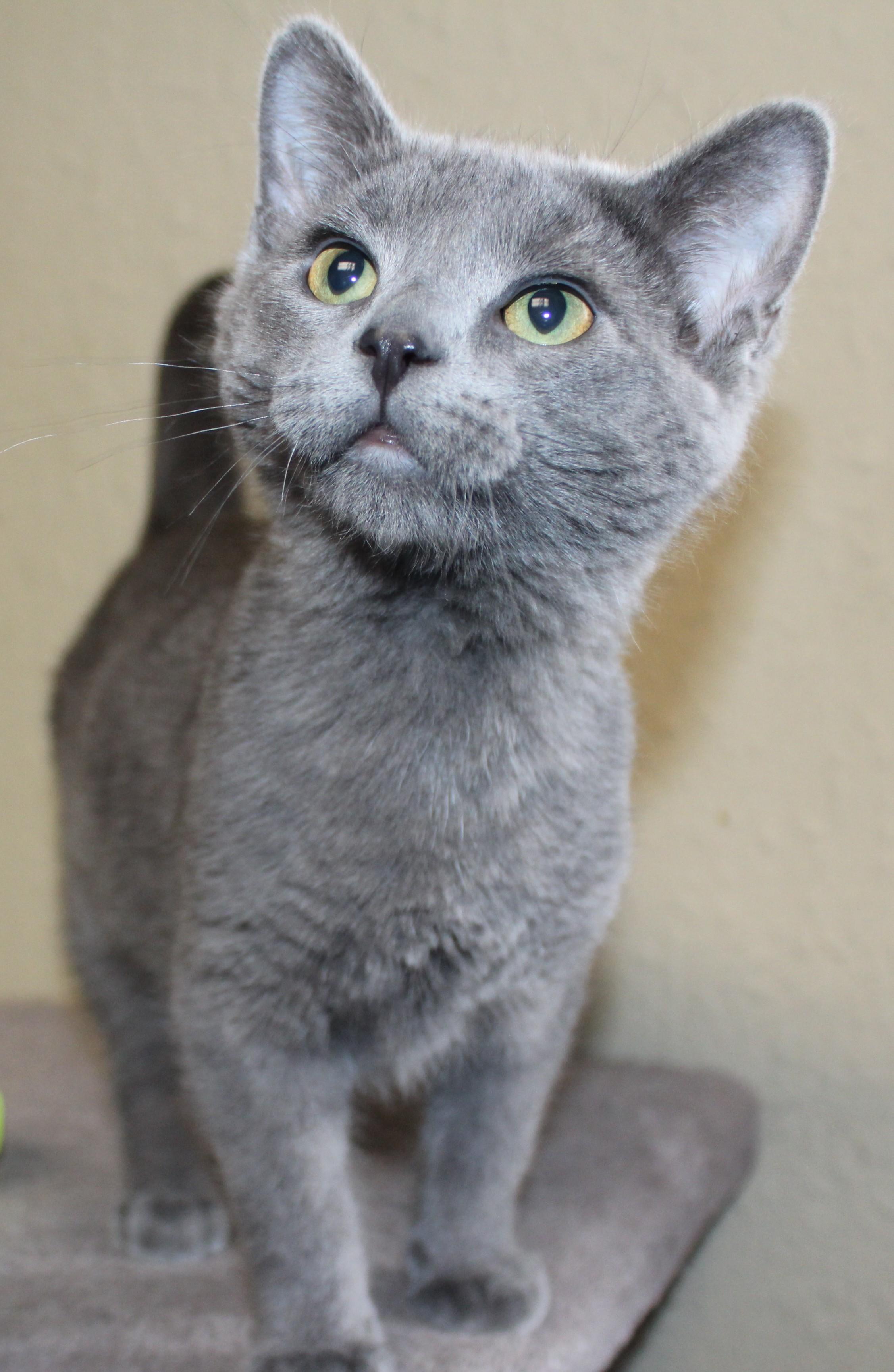 Enlarge Nixon, an adopted mixed breed in Huron, SD image 2/3