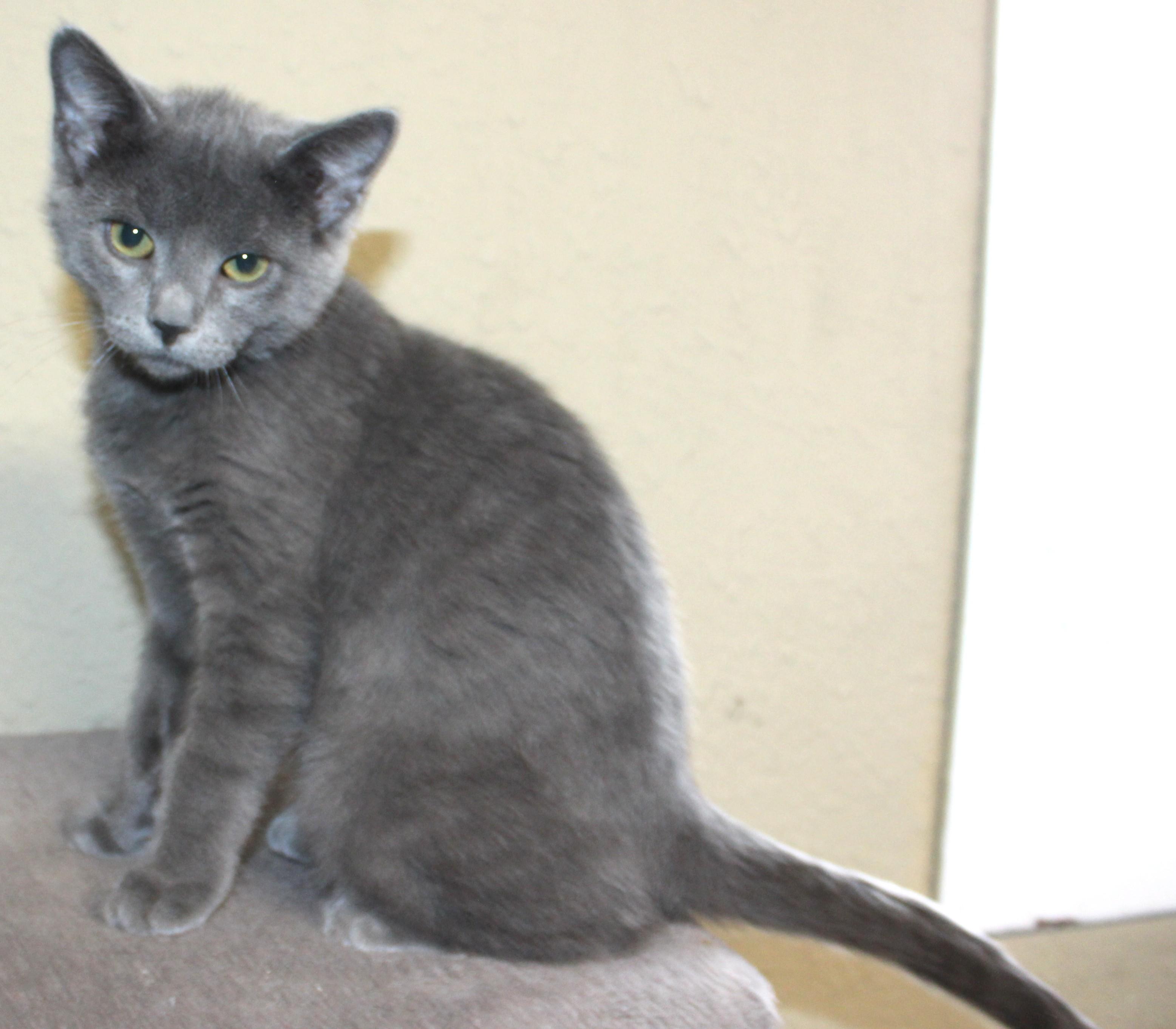 Enlarge Nixon, an adopted mixed breed in Huron, SD image 1/3