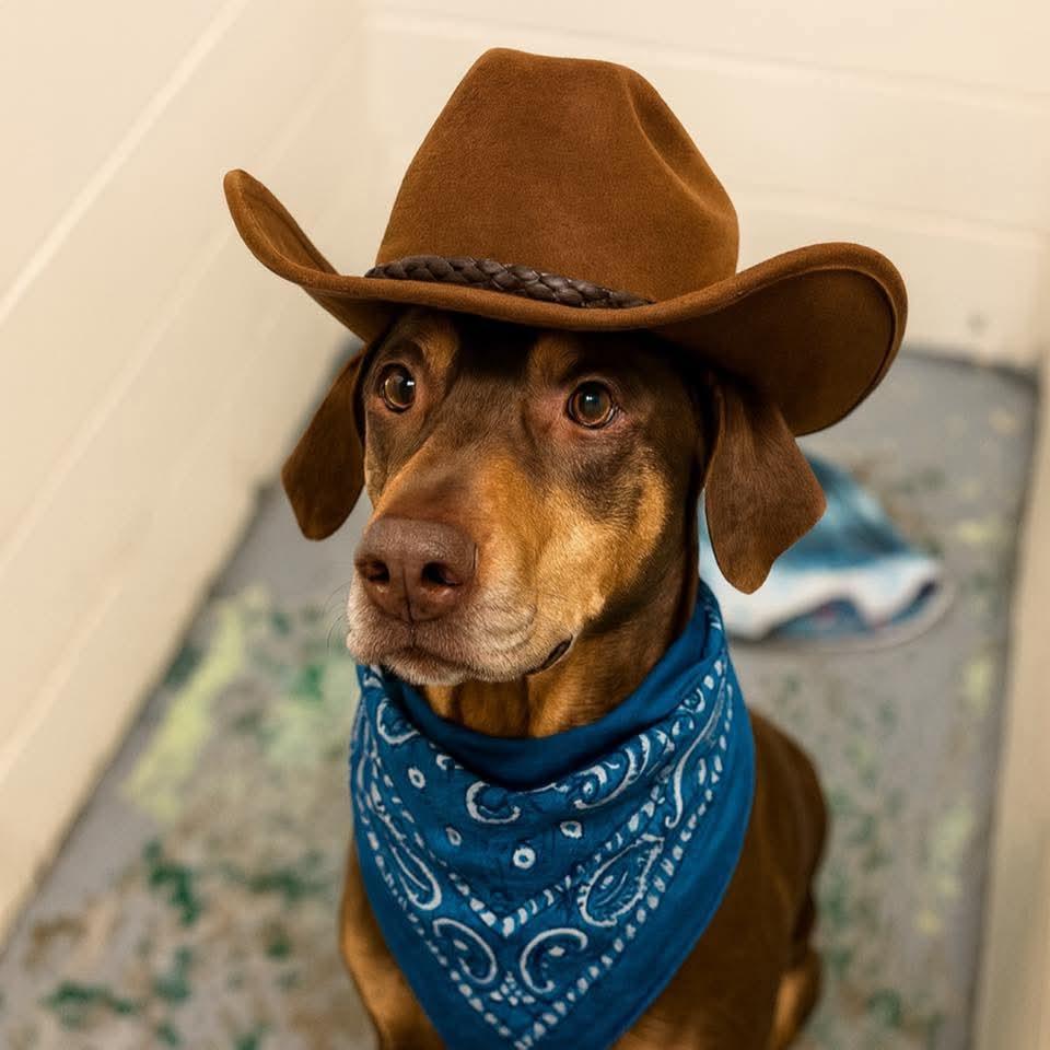 Cowboy, Adoptable, Adult Male Catahoula Leopard Dog & Doberman Pinscher.