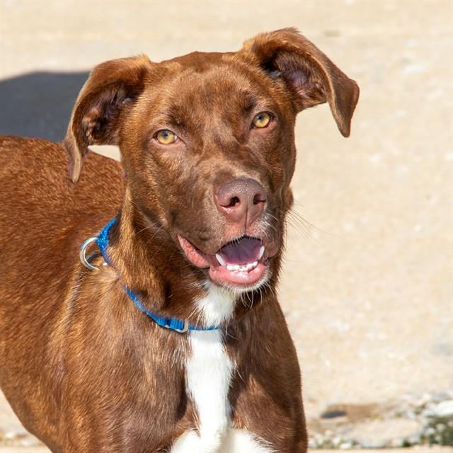 EMBERLYN, Adoptable, Young Female Labrador Retriever & Mixed Breed.