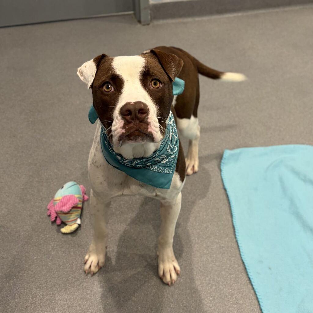 Enlarge Marvin, a Adoptable Mixed Breed in Canal Winchester, OH image 1/4