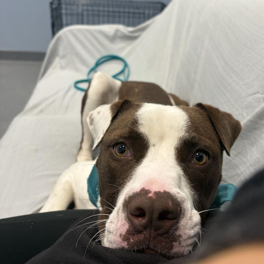 Enlarge Marvin, a Adoptable Mixed Breed in Canal Winchester, OH image 2/4