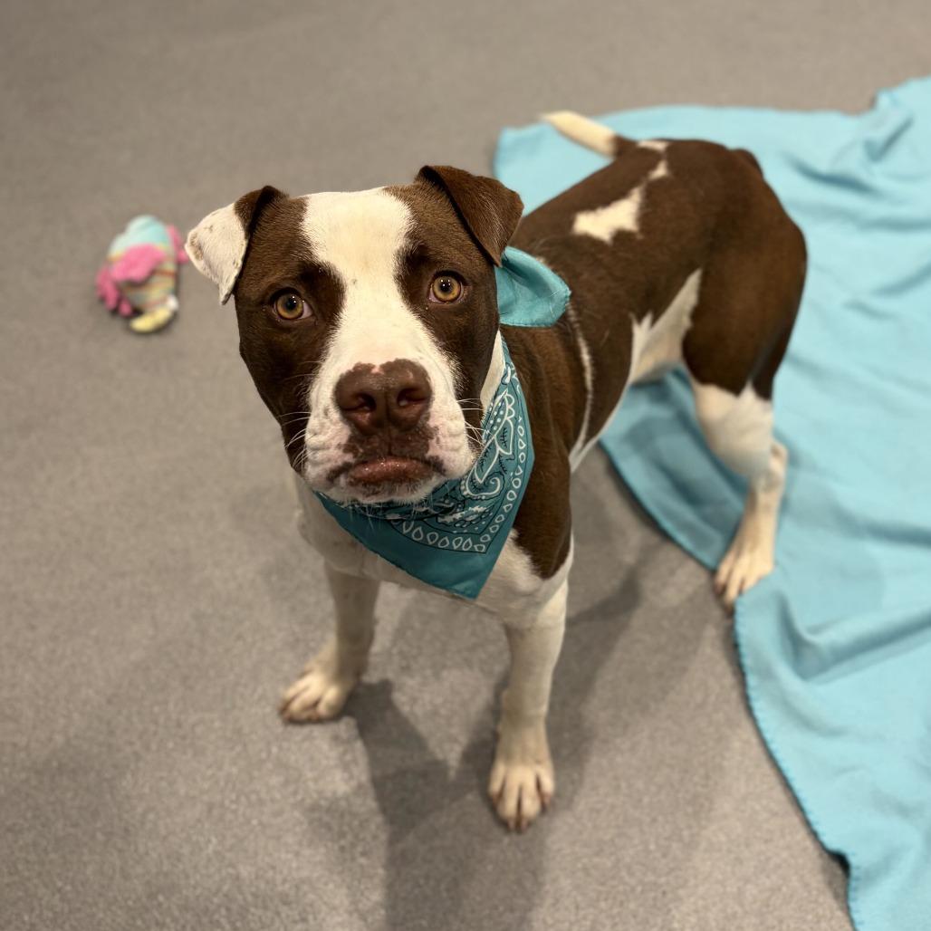 Enlarge Marvin, a Adoptable Mixed Breed in Canal Winchester, OH image 3/4