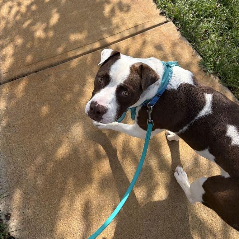 Enlarge Marvin, a Adoptable Mixed Breed in Canal Winchester, OH image 4/4