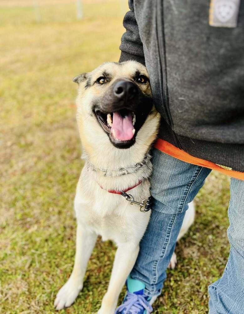 Enlarge Ricky Ricardo, a Adopted mixed breed in Suamico, WI image 1/4