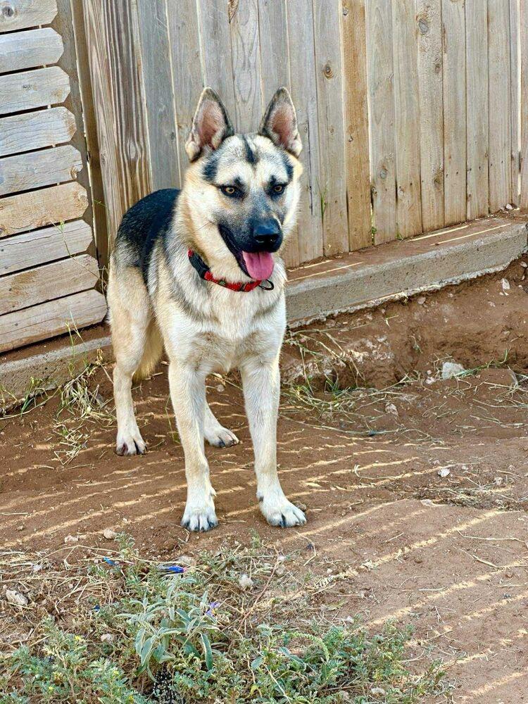 Ricky Ricardo, Adopted, Young Male German Shepherd Dog.