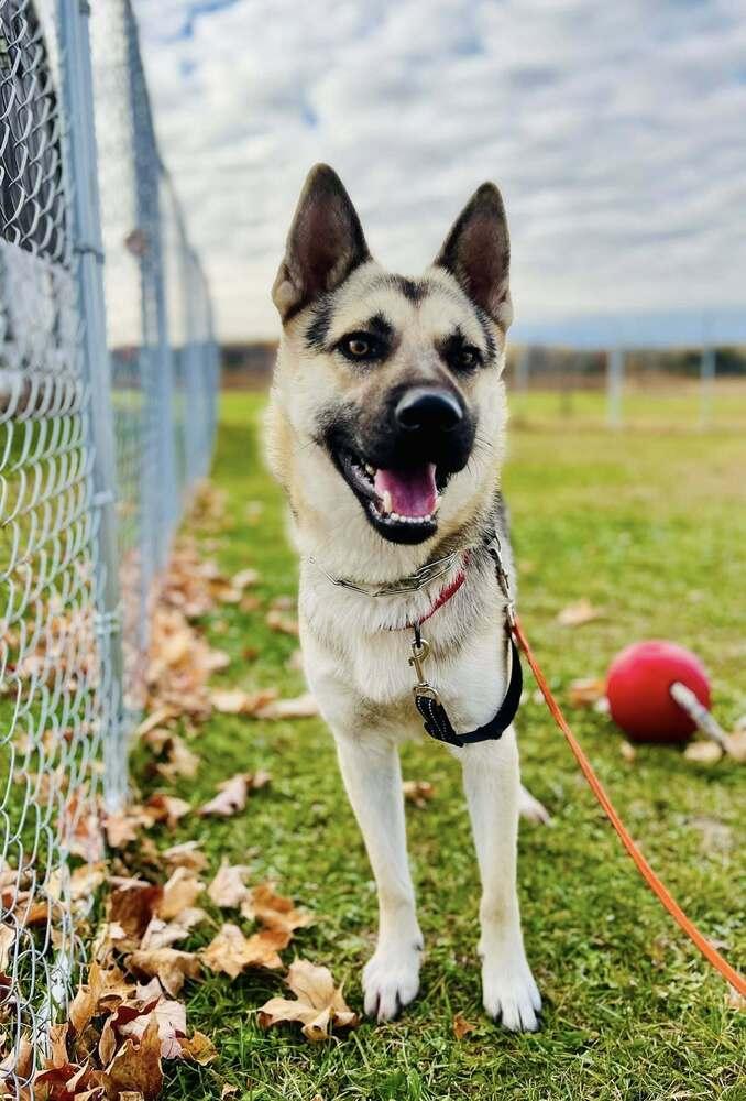 Enlarge Ricky Ricardo, a Adopted mixed breed in Suamico, WI image 3/4