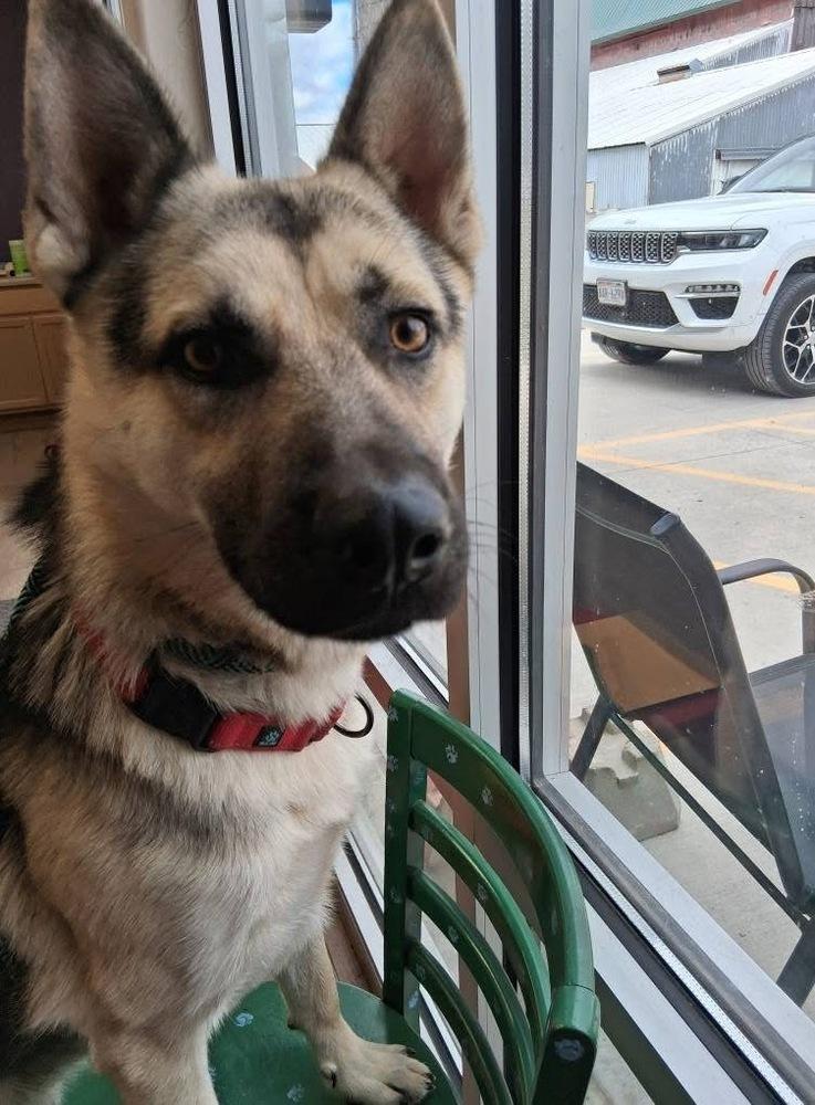 Enlarge Ricky Ricardo, a Adopted mixed breed in Suamico, WI image 4/4