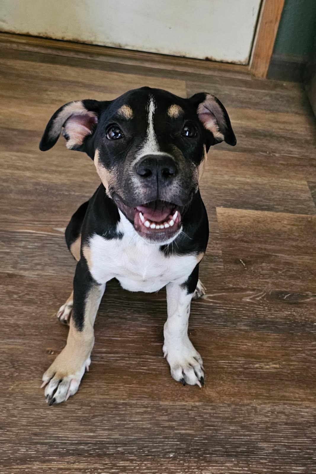 Dora, Adoptable, Puppy Female Mixed Breed.