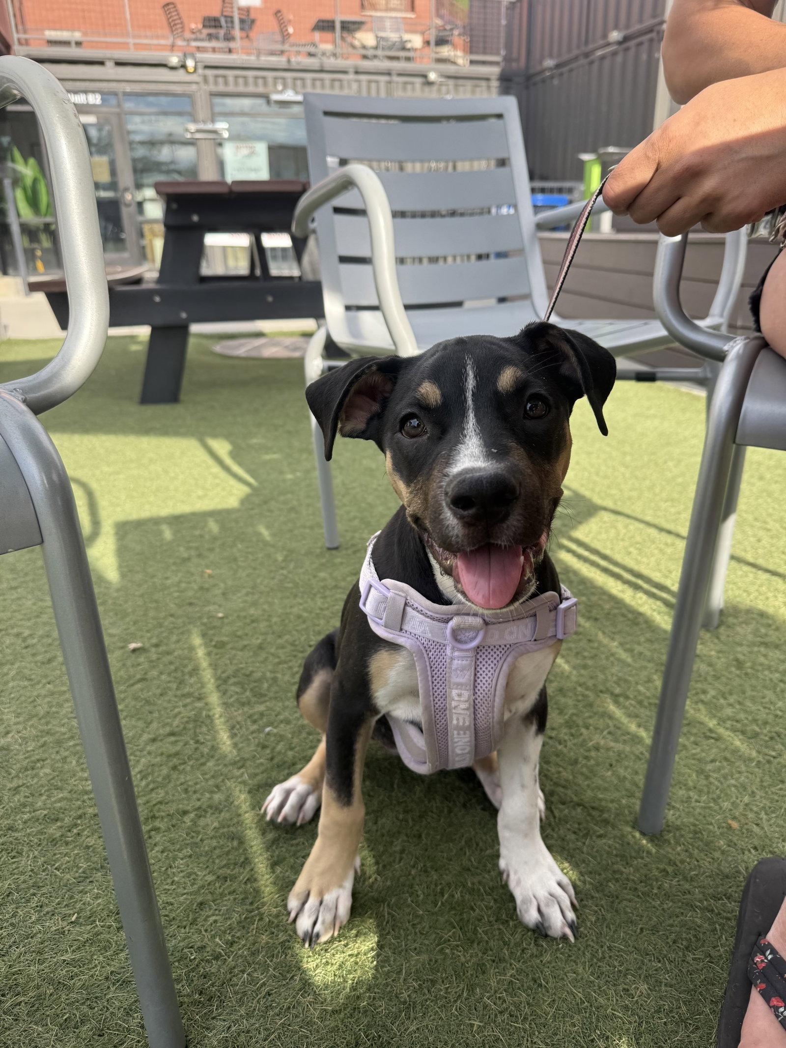Enlarge Dora, a Adoptable Mixed Breed in Fort Collins, CO image 2/3