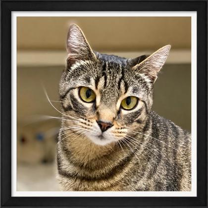 Cinnamon, Adoptable, Young Female Domestic Short Hair & Domestic Short Hair.