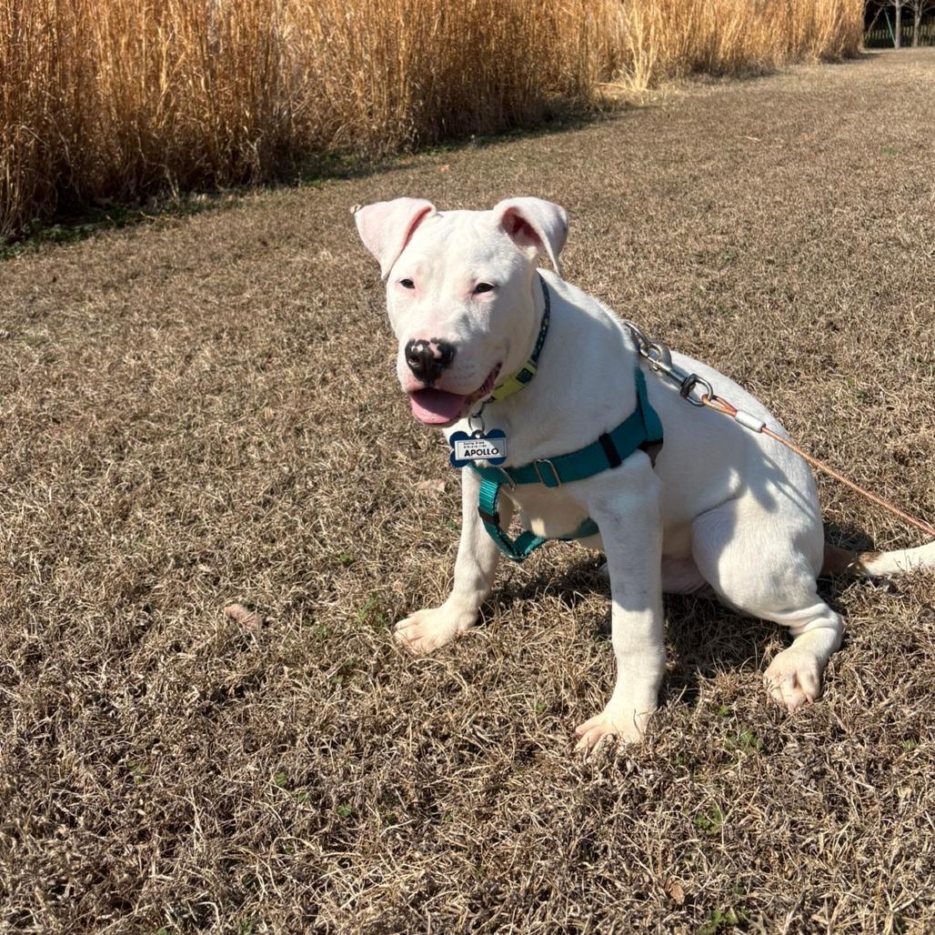 Enlarge Apollo, a Adoptable Pit Bull Terrier in Wake Forest, NC image 1/6