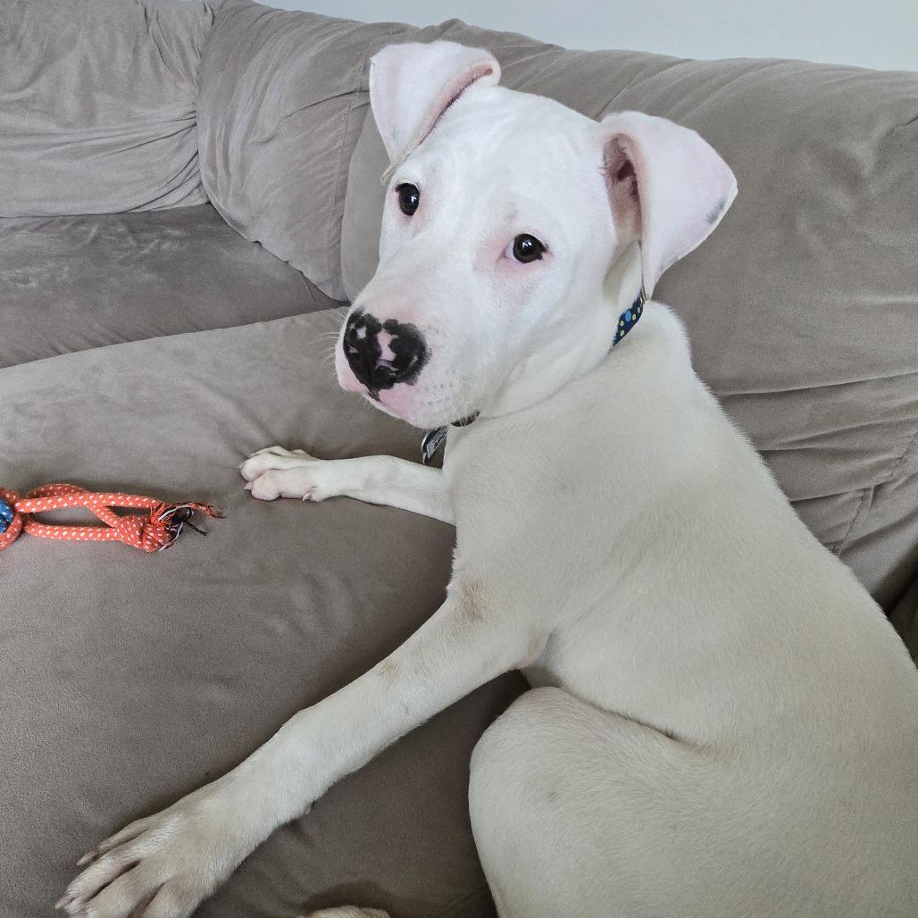 Enlarge Apollo, a Adoptable Pit Bull Terrier in Wake Forest, NC image 2/6