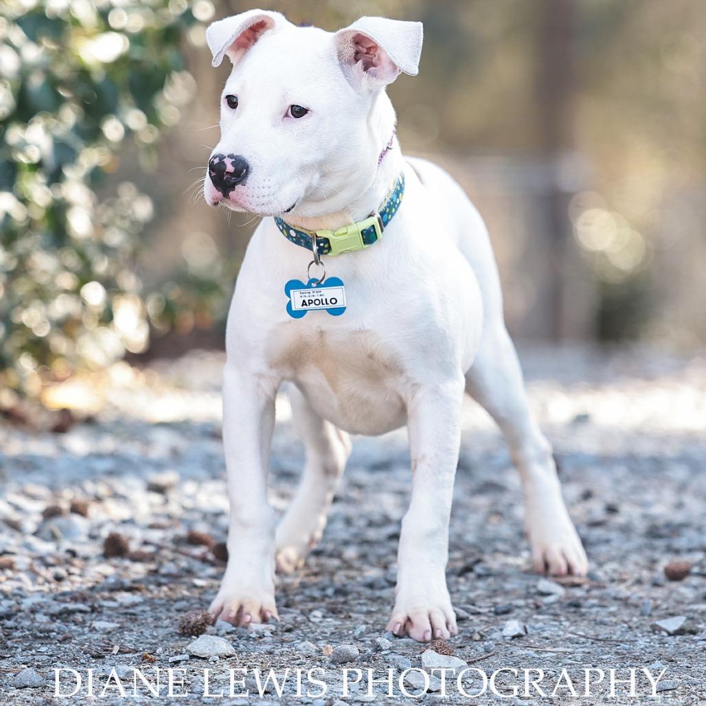 Enlarge Apollo, a Adoptable Pit Bull Terrier in Wake Forest, NC image 4/6