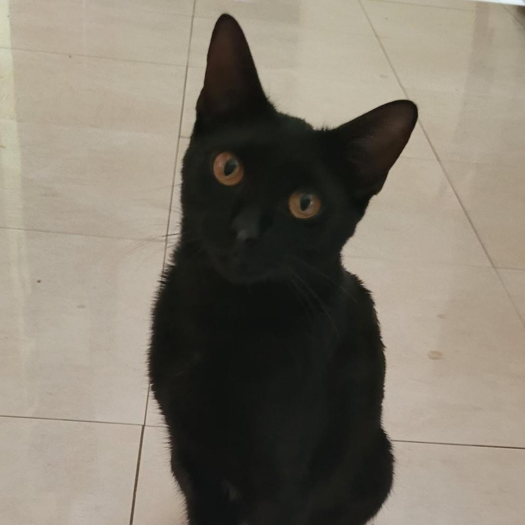 Enlarge Aura, a Adoptable Domestic Short Hair in Fort Lauderdale, FL image 1/6