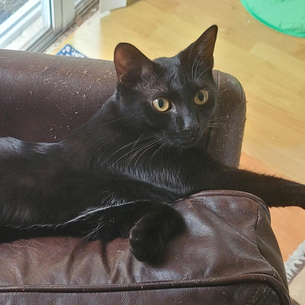 Enlarge Aura, a Adoptable Domestic Short Hair in Fort Lauderdale, FL image 2/6