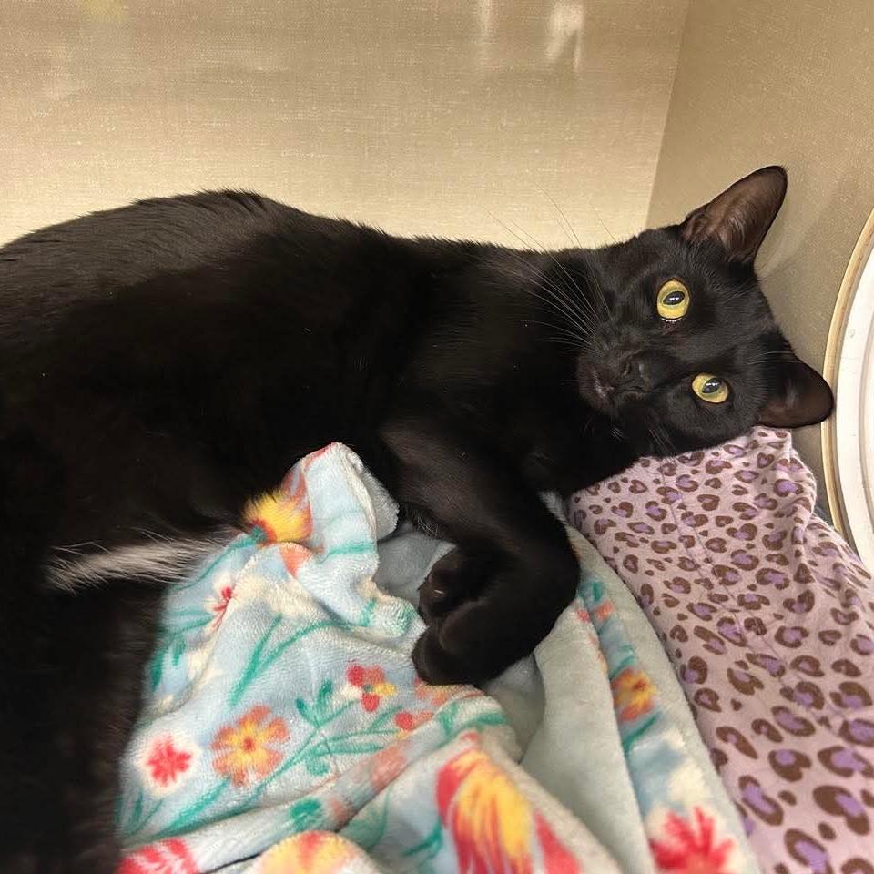 Enlarge Aura, a Adoptable Domestic Short Hair in Fort Lauderdale, FL image 3/6