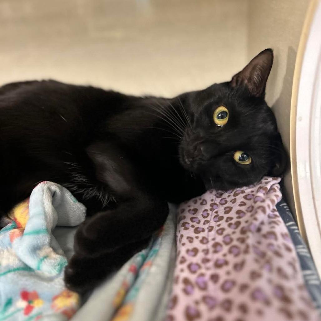 Enlarge Aura, a Adoptable Domestic Short Hair in Fort Lauderdale, FL image 4/6