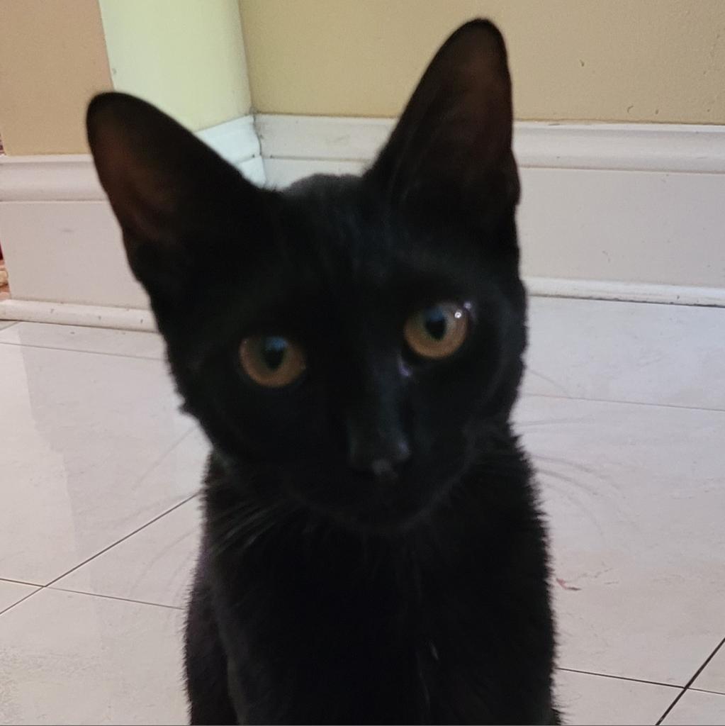 Enlarge Aura, a Adoptable Domestic Short Hair in Fort Lauderdale, FL image 5/6